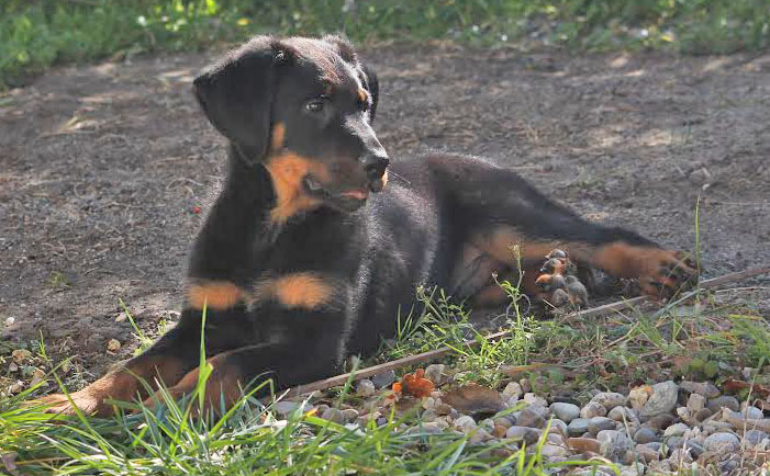  beauceron de travail 